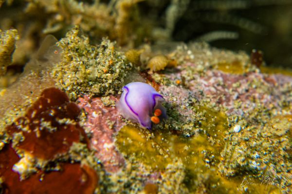 Archive frame - Ambon - 15 September 2026 - Dive 1 - Air Manis
