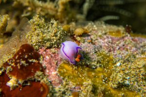 Kahuna nudibranch