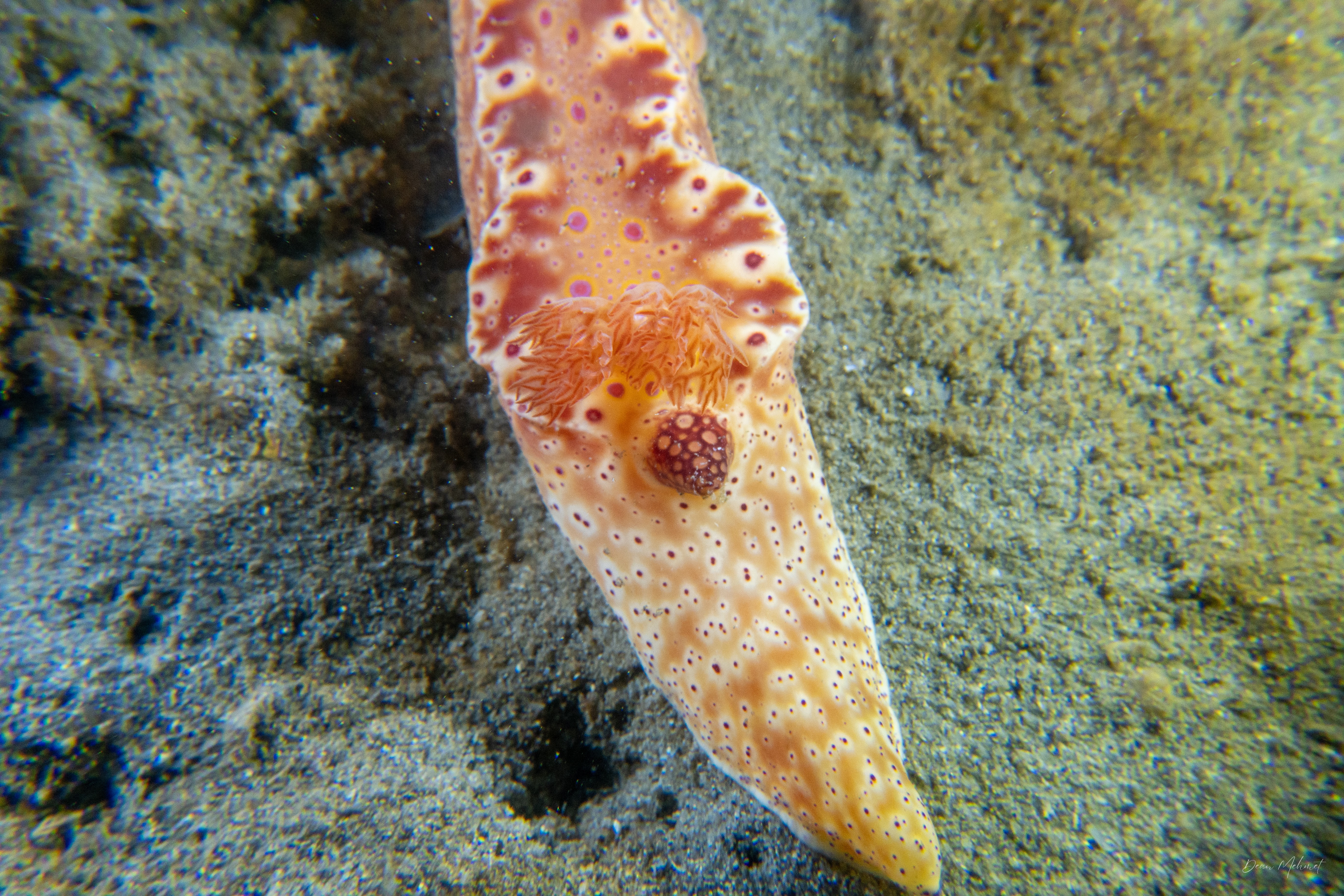 Short-tailed Ceratosoma