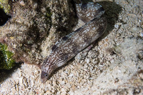 Enigmatic Moray