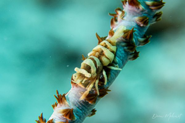 Anker's Whip Coral Shrimp - Pemuteran - 4 October 2026 - Dive 2 - Bio-Wreck