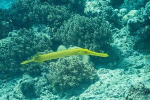 Pacific Trumpetfish