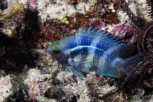 RADL Jetty encounter 7