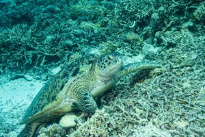 Green Sea Turtle