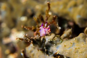 Coryphellina lotos