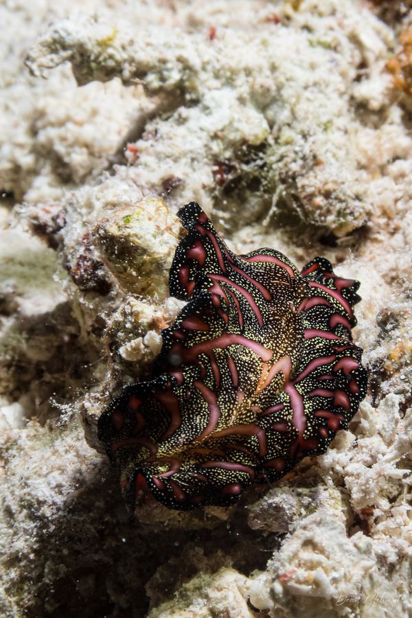 Persian Carpet Flatworm - Photo 6