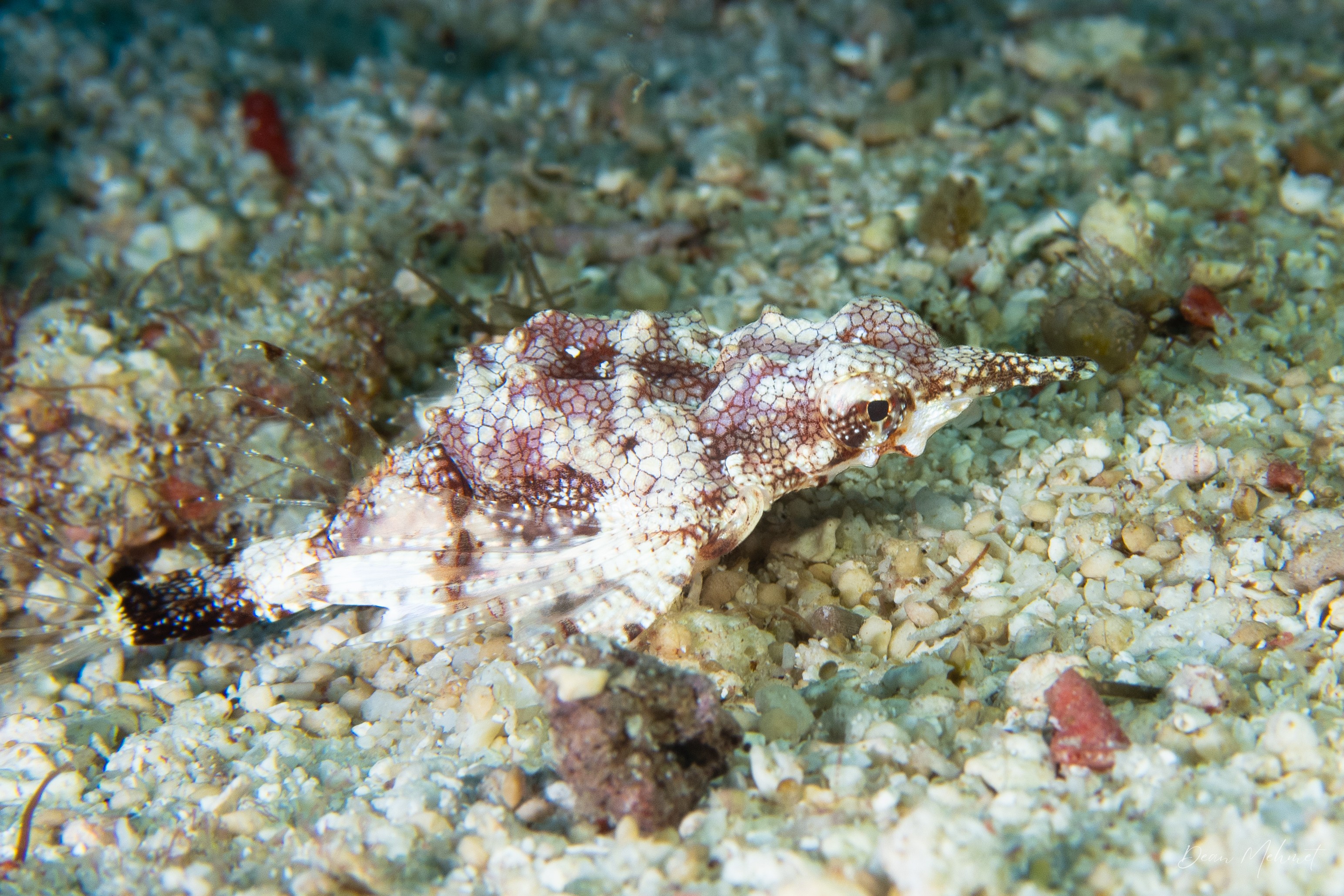 Little Dragonfish