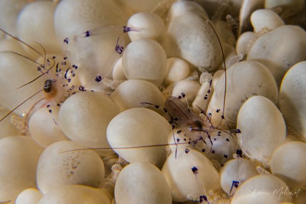 Palaemonella colemani - Photo 3