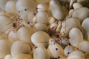 Bubble Coral Shrimp