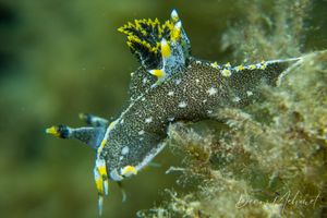 Hedgpeth's Dorid