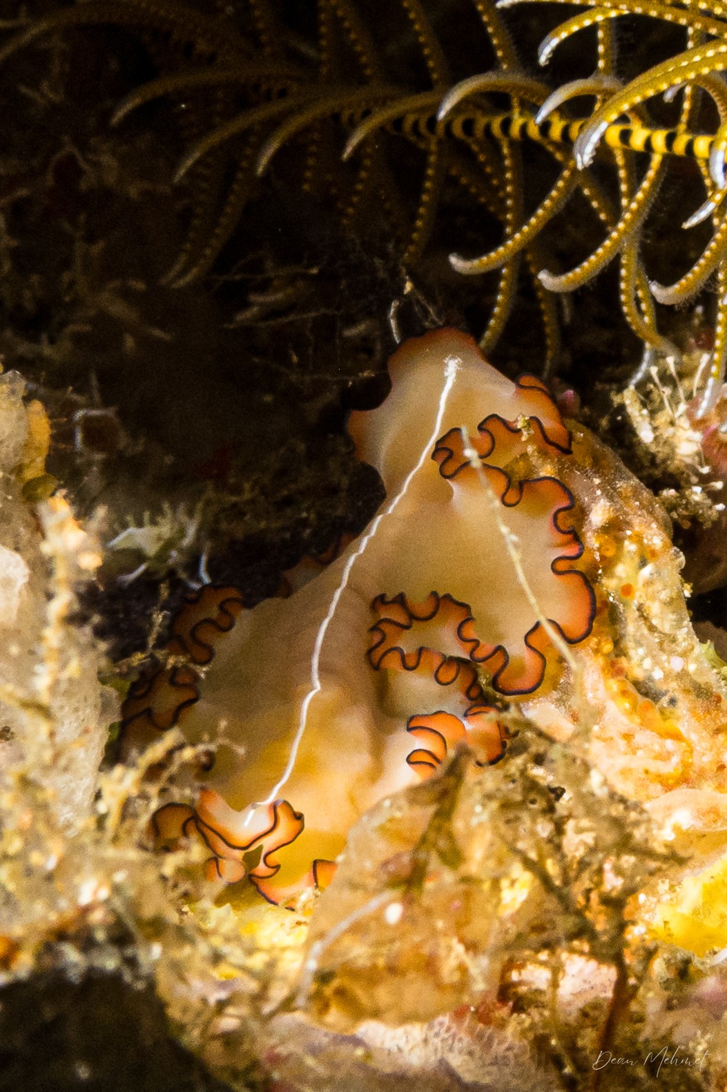 Orsak Flatworm