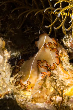 Orsak Flatworm