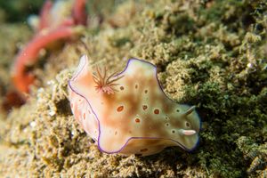 Three-lobed T-bar Nudibranch