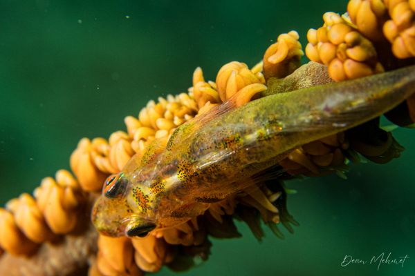 Archive frame - Ambon - 15 September 2026 - Dive 1 - Air Manis