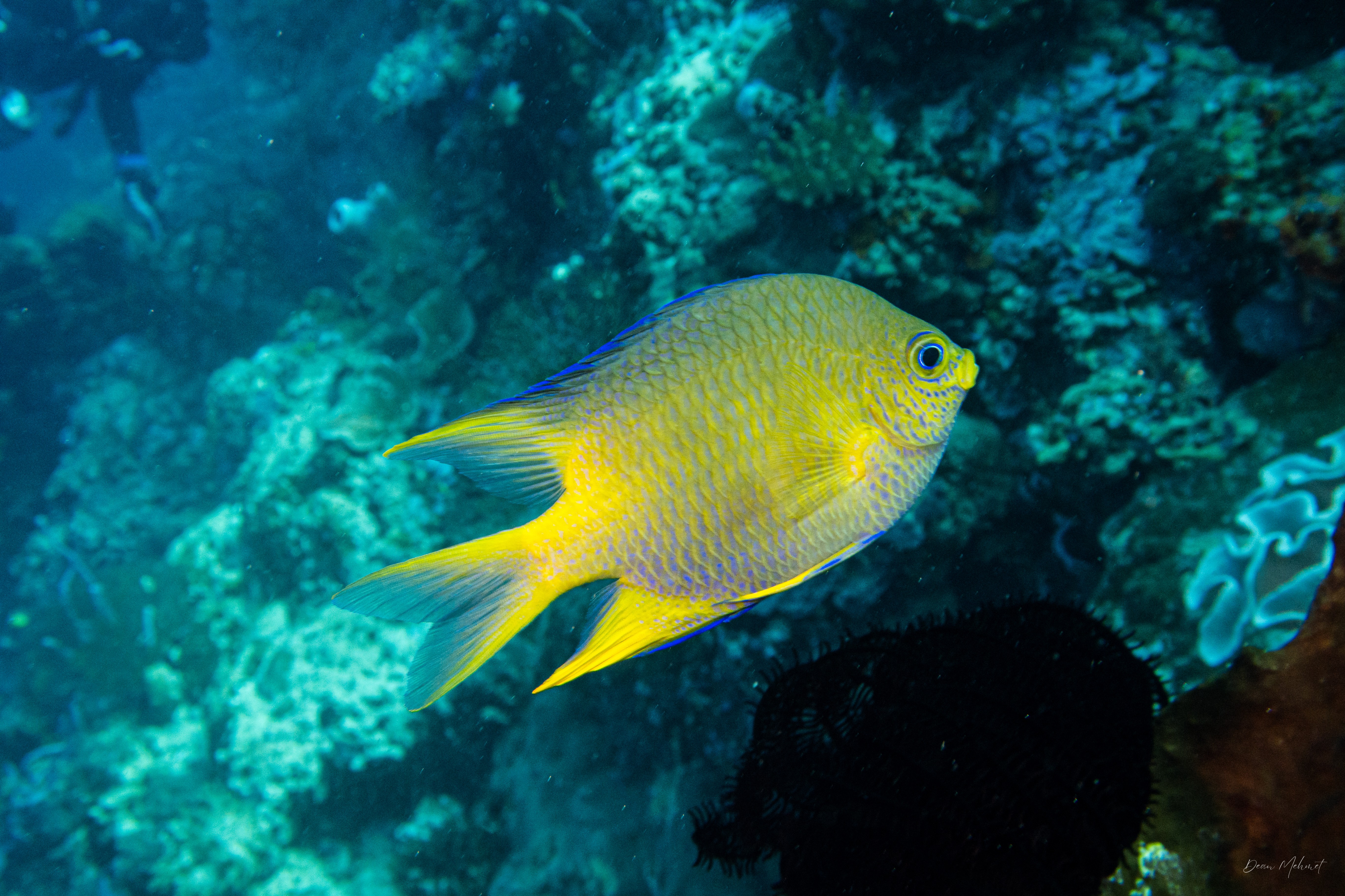 Golden Damselfish