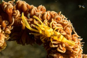 Zanzibar Whip Coral Shrimp