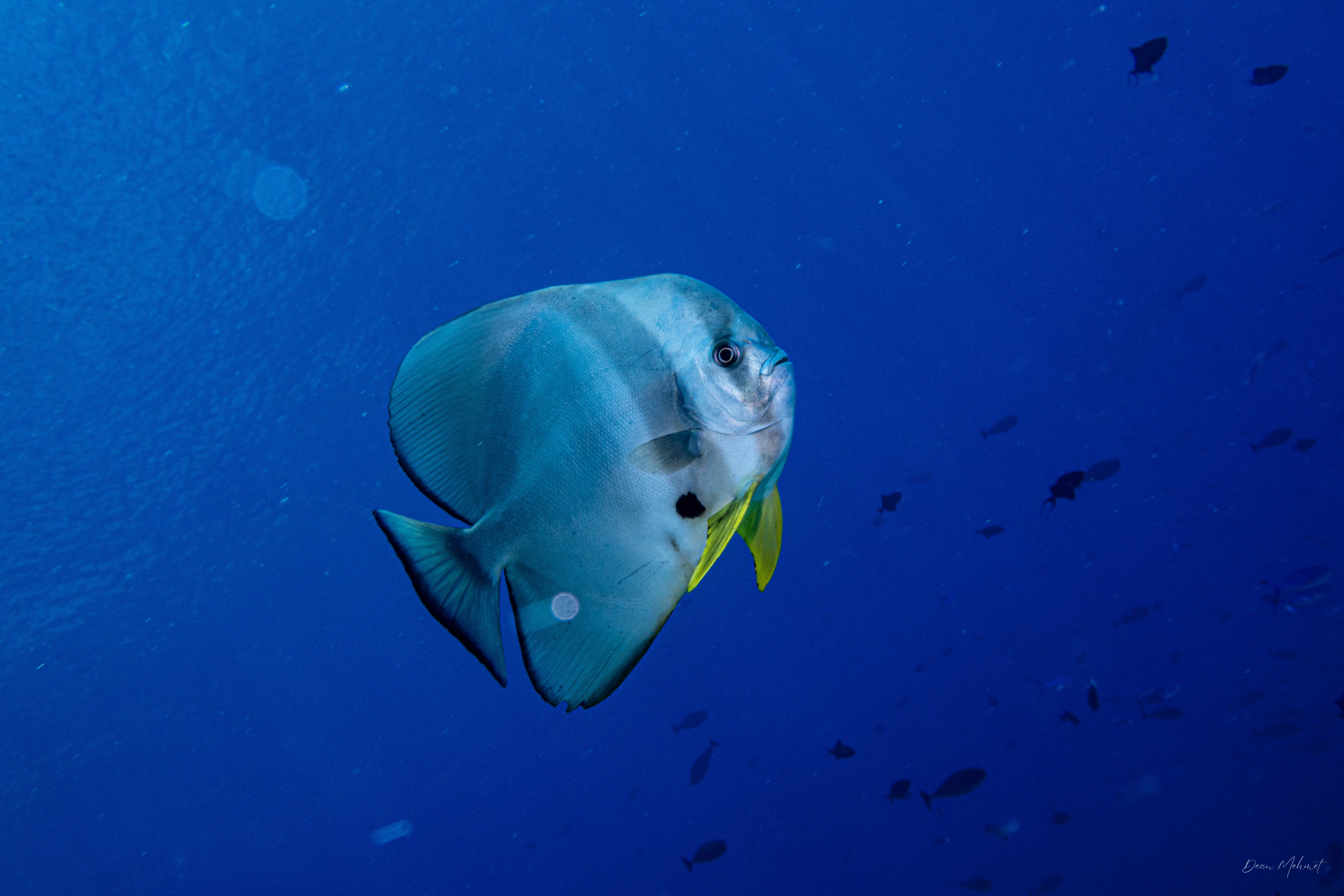 Longfin Batfish