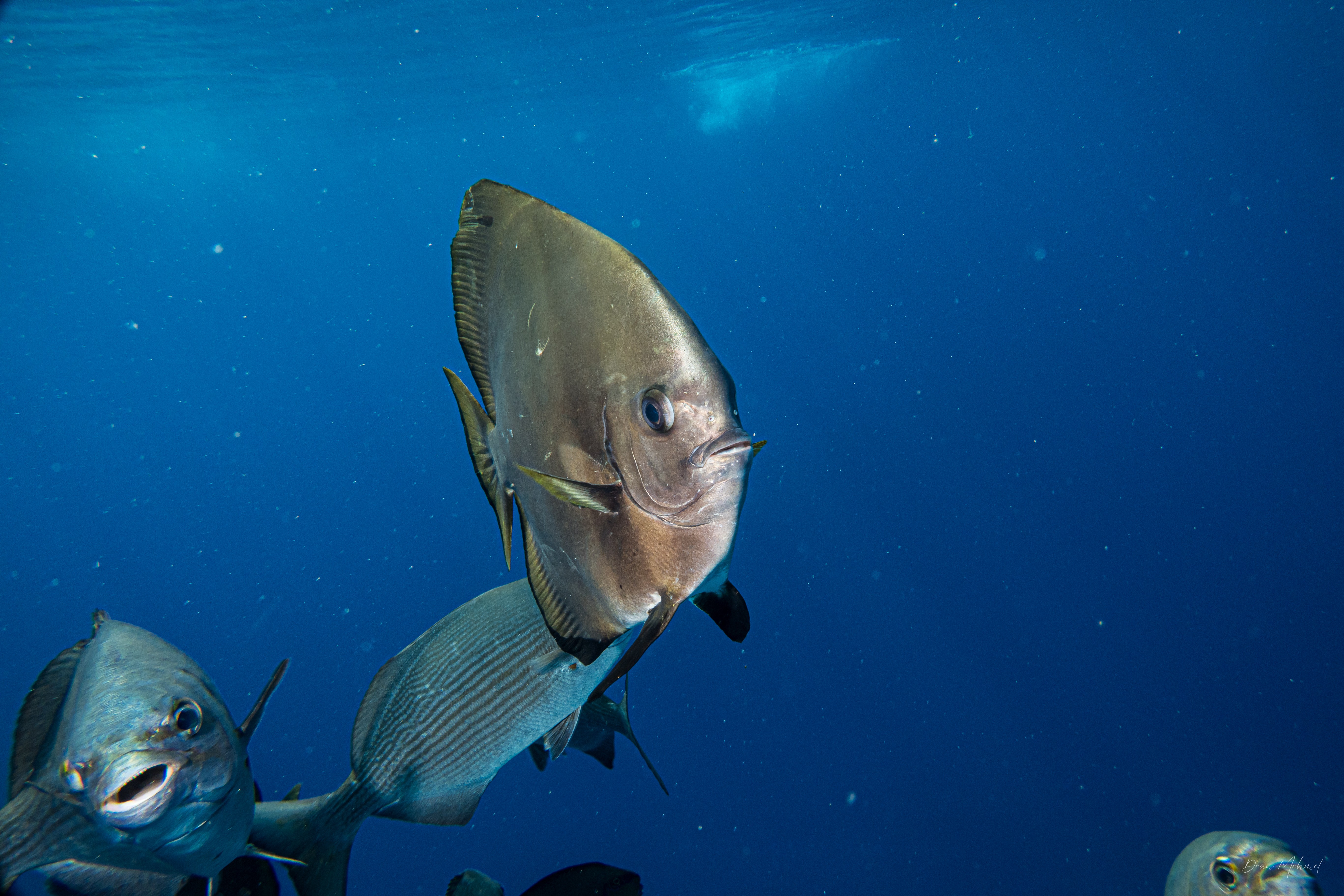 Golden Spadefish