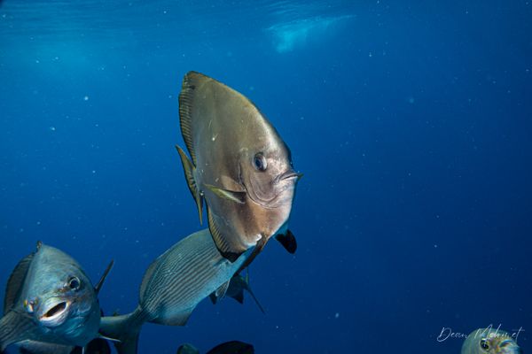 Golden Spadefish