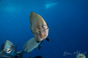 Golden Spadefish