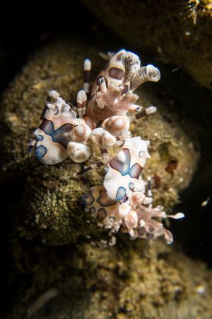 Harlequin Shrimp
