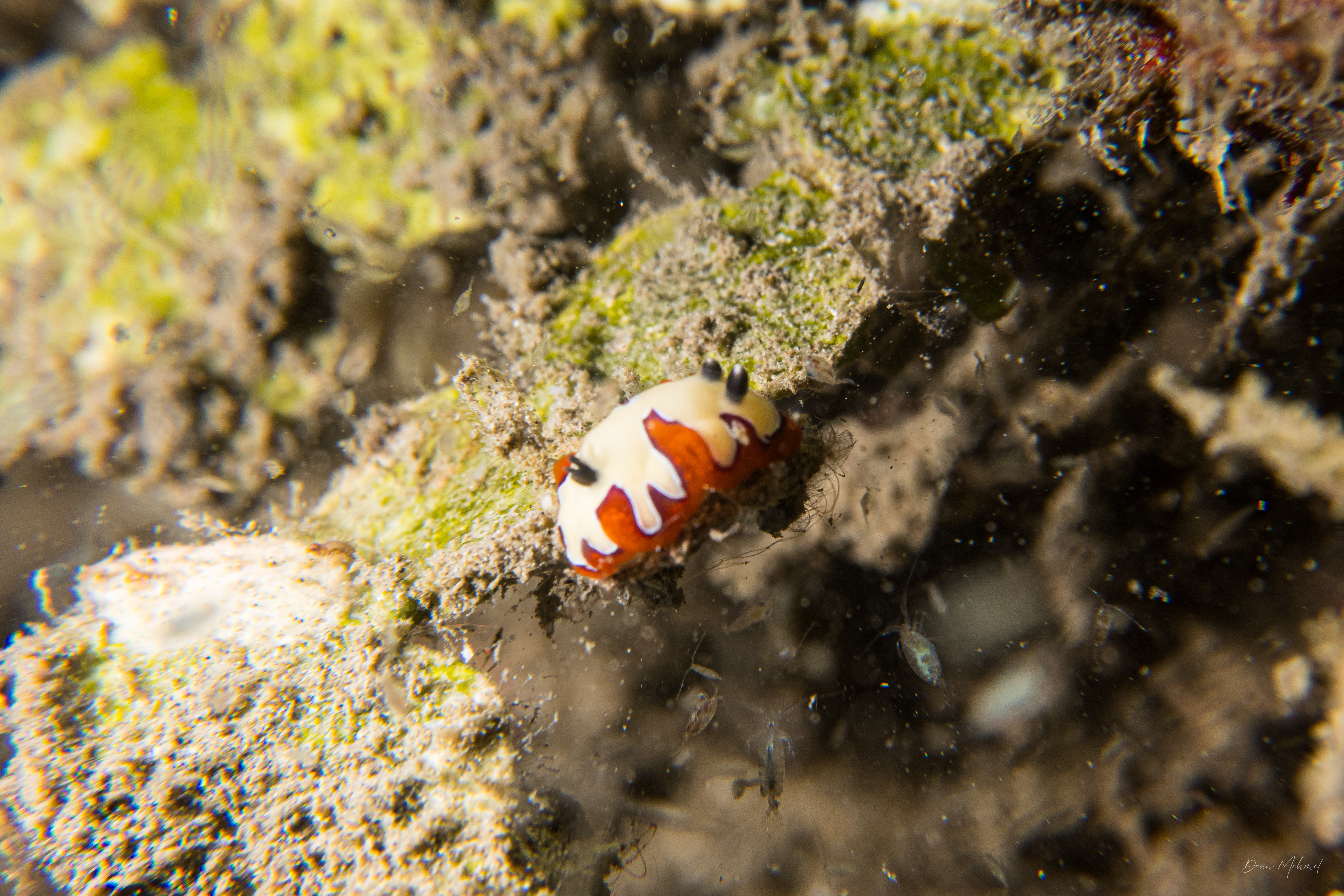 Faithful Sea Slug