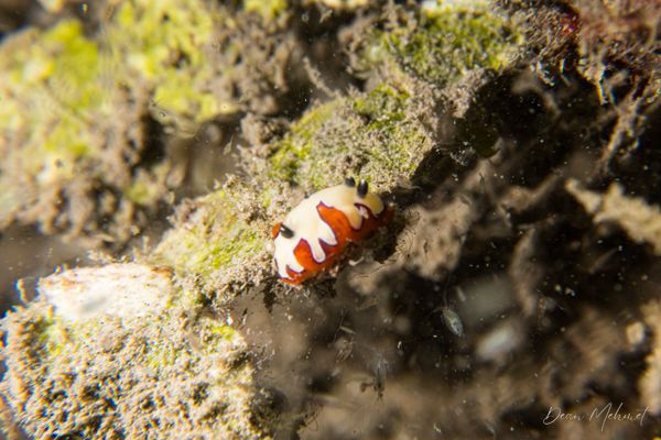 Faithful Sea Slug