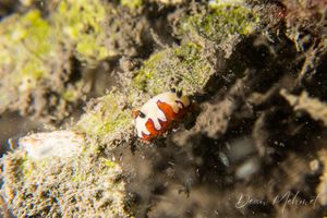 Faithful Sea Slug