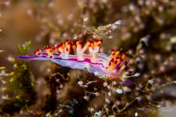 Purple Flabellina - Photo 3