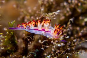 Purple Flabellina