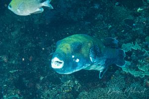 Bluespotted Puffer