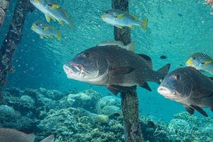 Giant Sweetlips