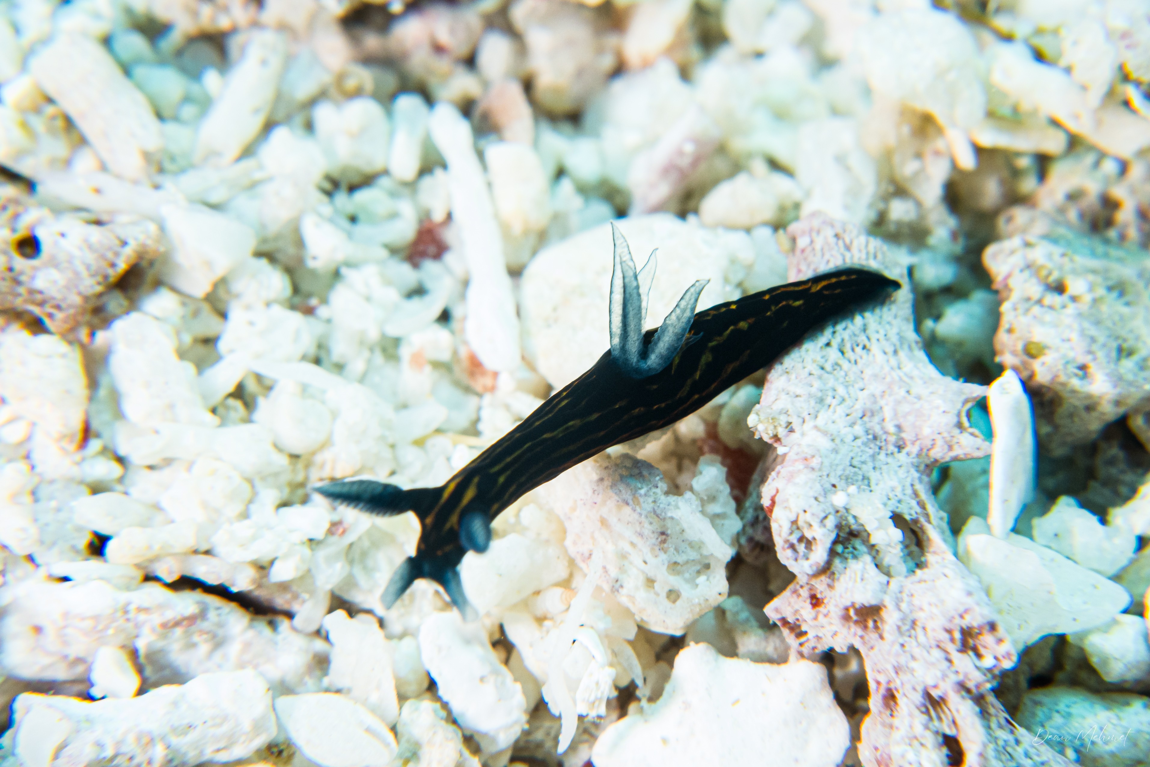 Slender Roboastra