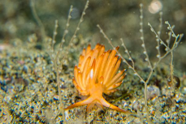 Archive frame - Ambon - 15 September 2026 - Dive 1 - Air Manis