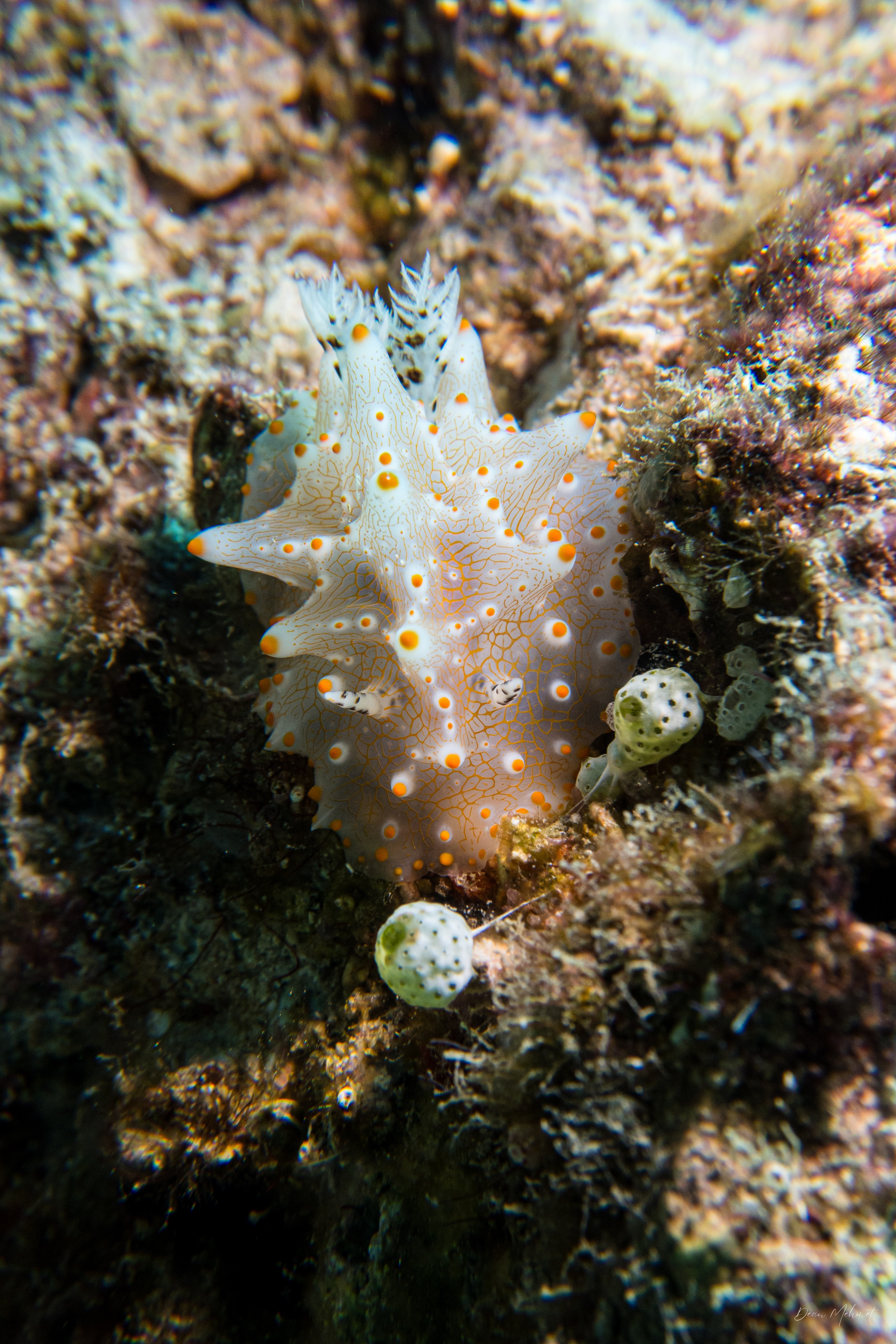 Batangas Halgerda