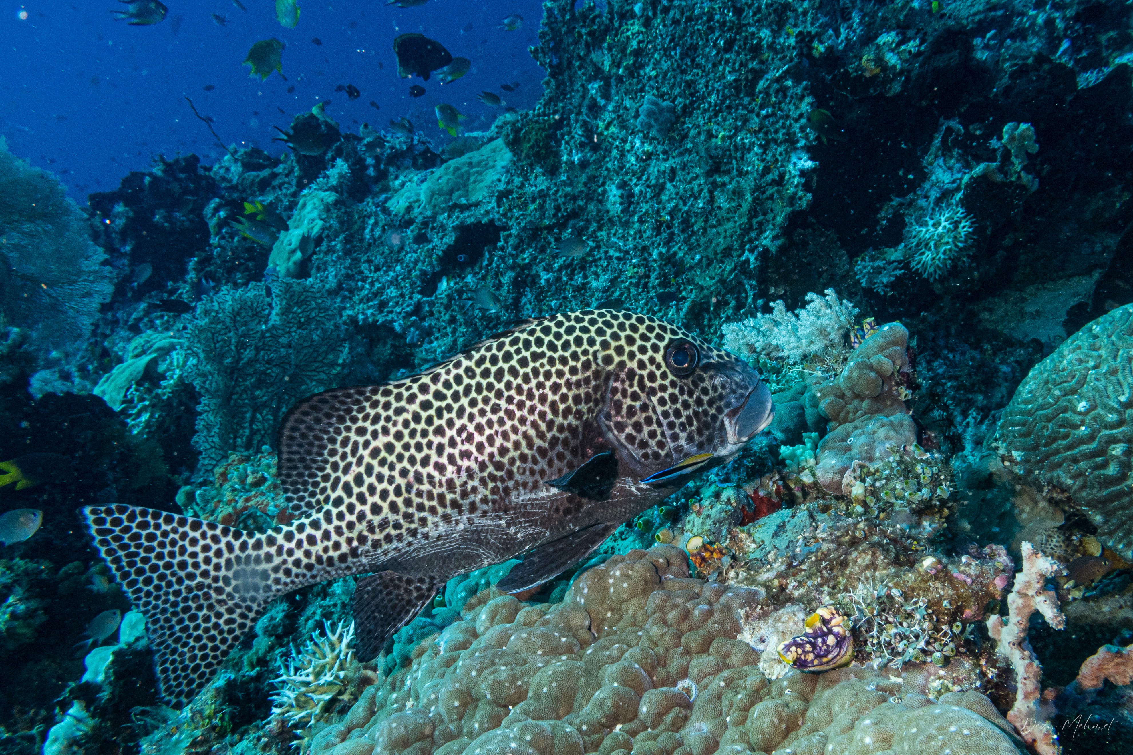 Harlequin Sweetlips