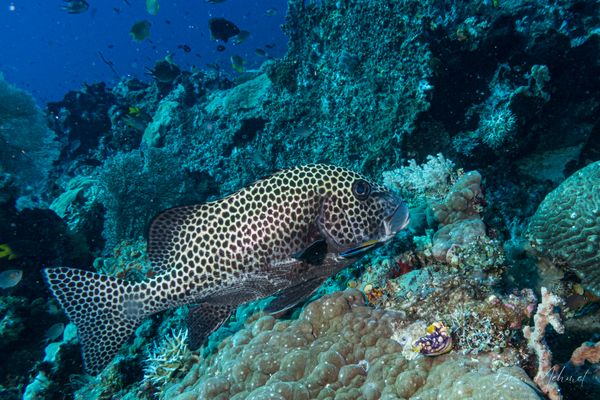 Harlequin Sweetlips - Raja Ampat - 27 September 2026 - Dive 1 - Cape Kri