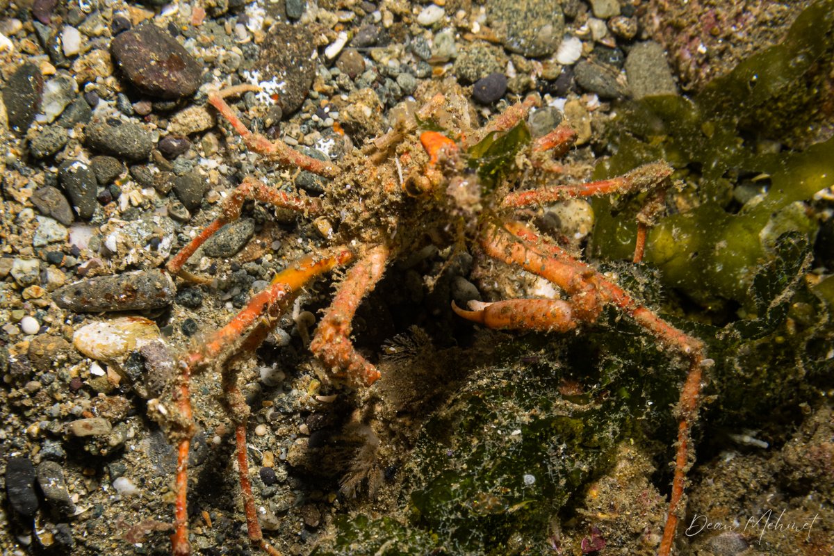 Graceful Decorator Crab hero image