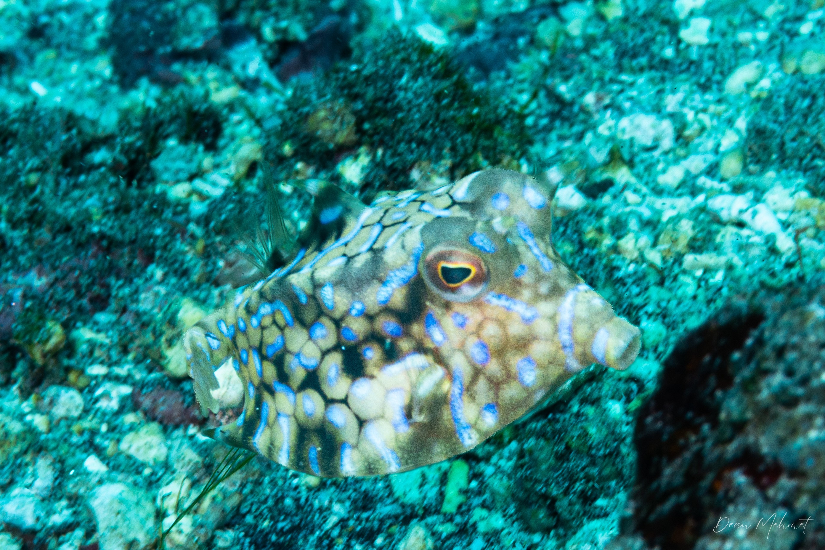 Thornback Cowfish