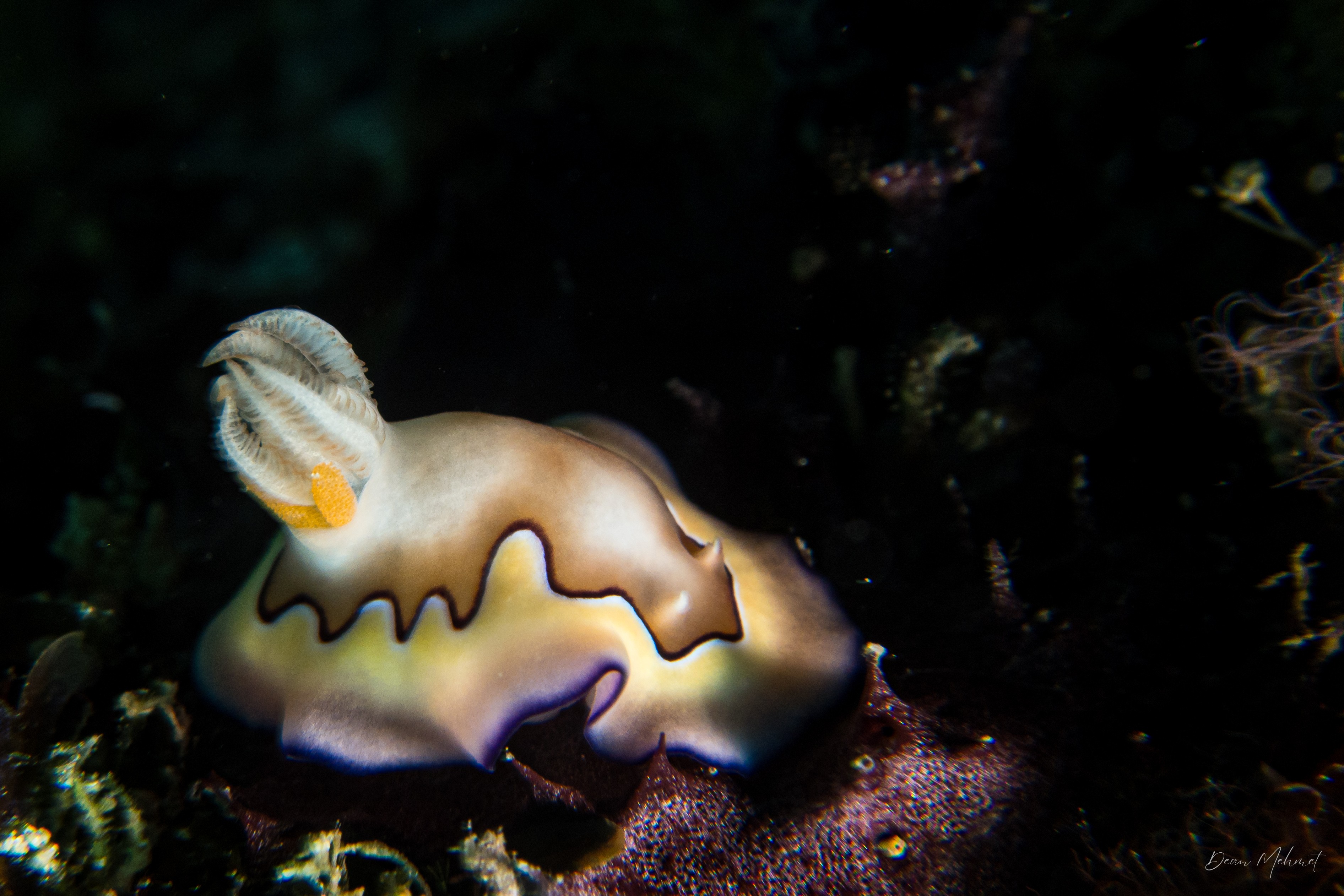 Coi's Goniobranchus