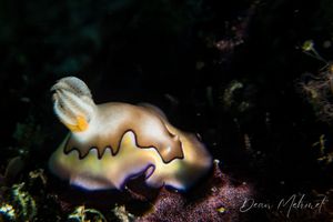 Coi's Goniobranchus