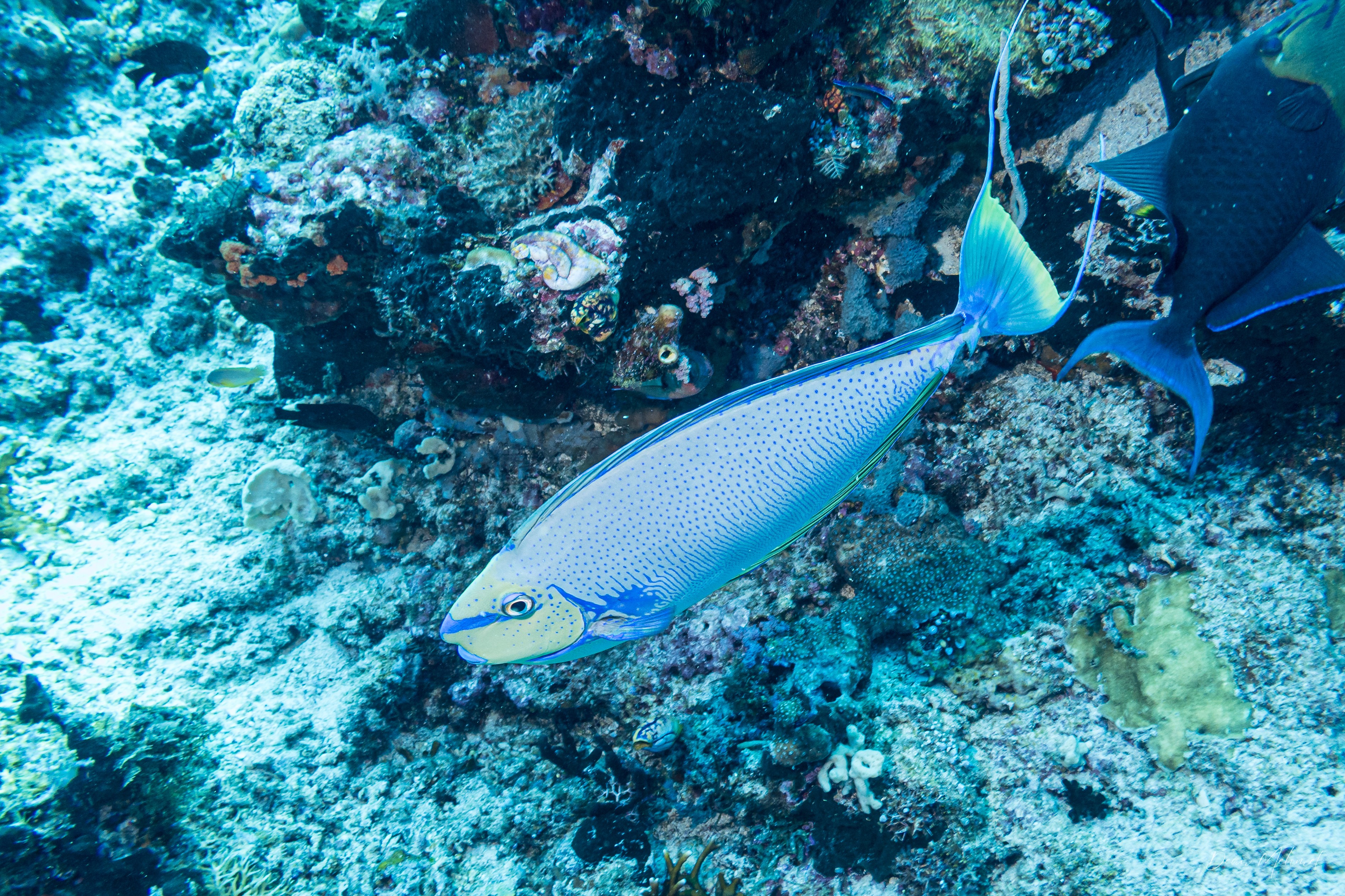 Bignose Unicornfish