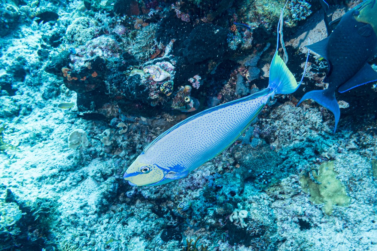 Bignose Unicornfish hero image