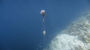 Papuan Spotted Jelly