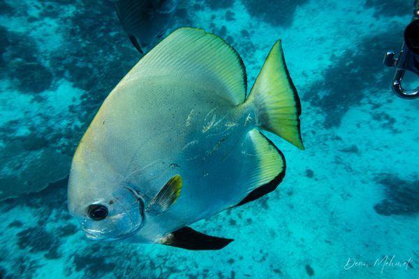 Golden Spadefish
