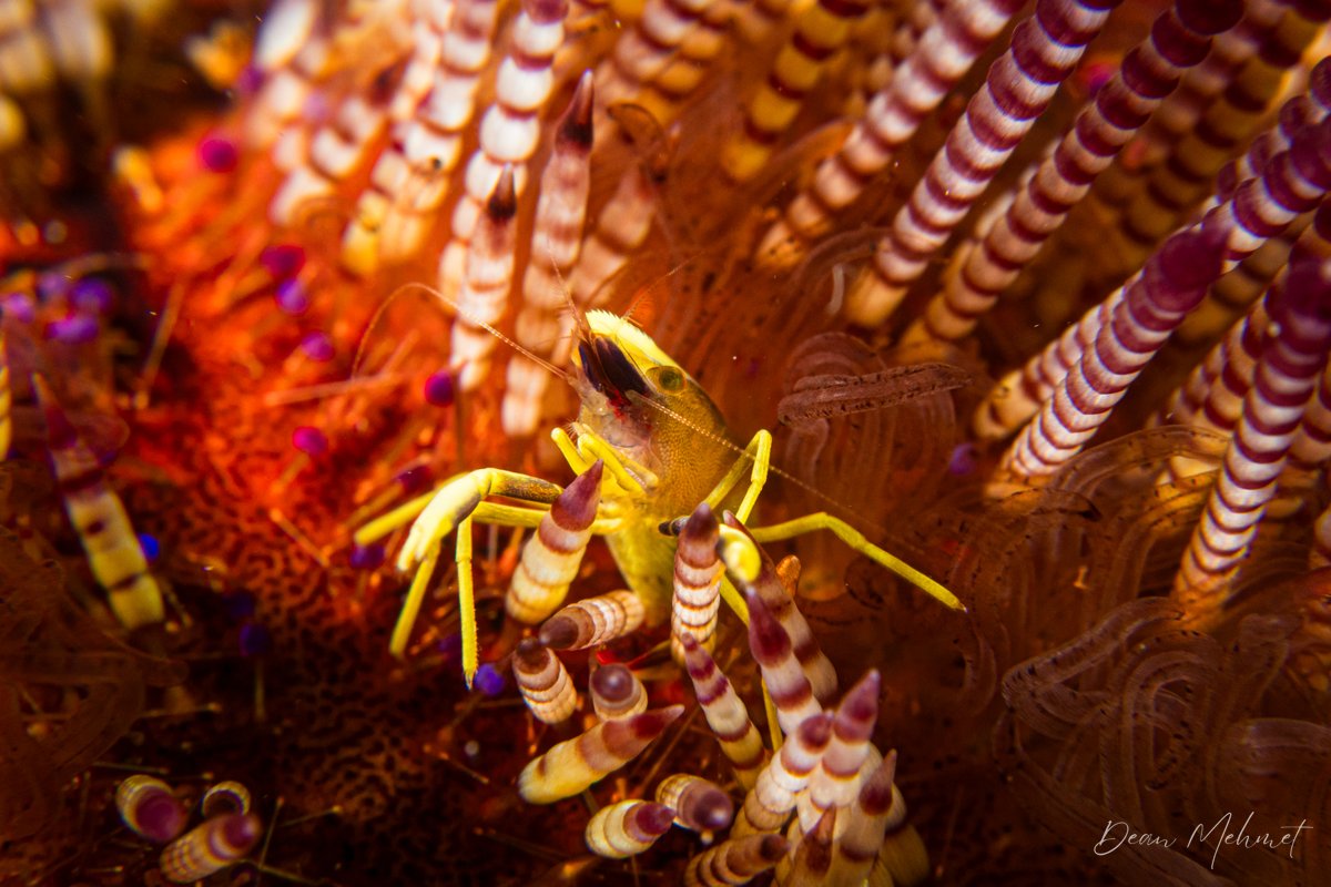 Brock's Urchin Shrimp hero image
