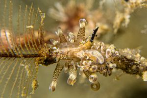 Turtle Grass Anemone