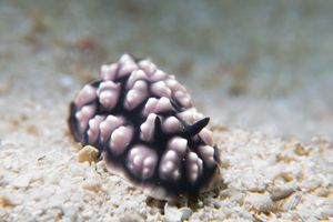 Pustulose Wart Slug