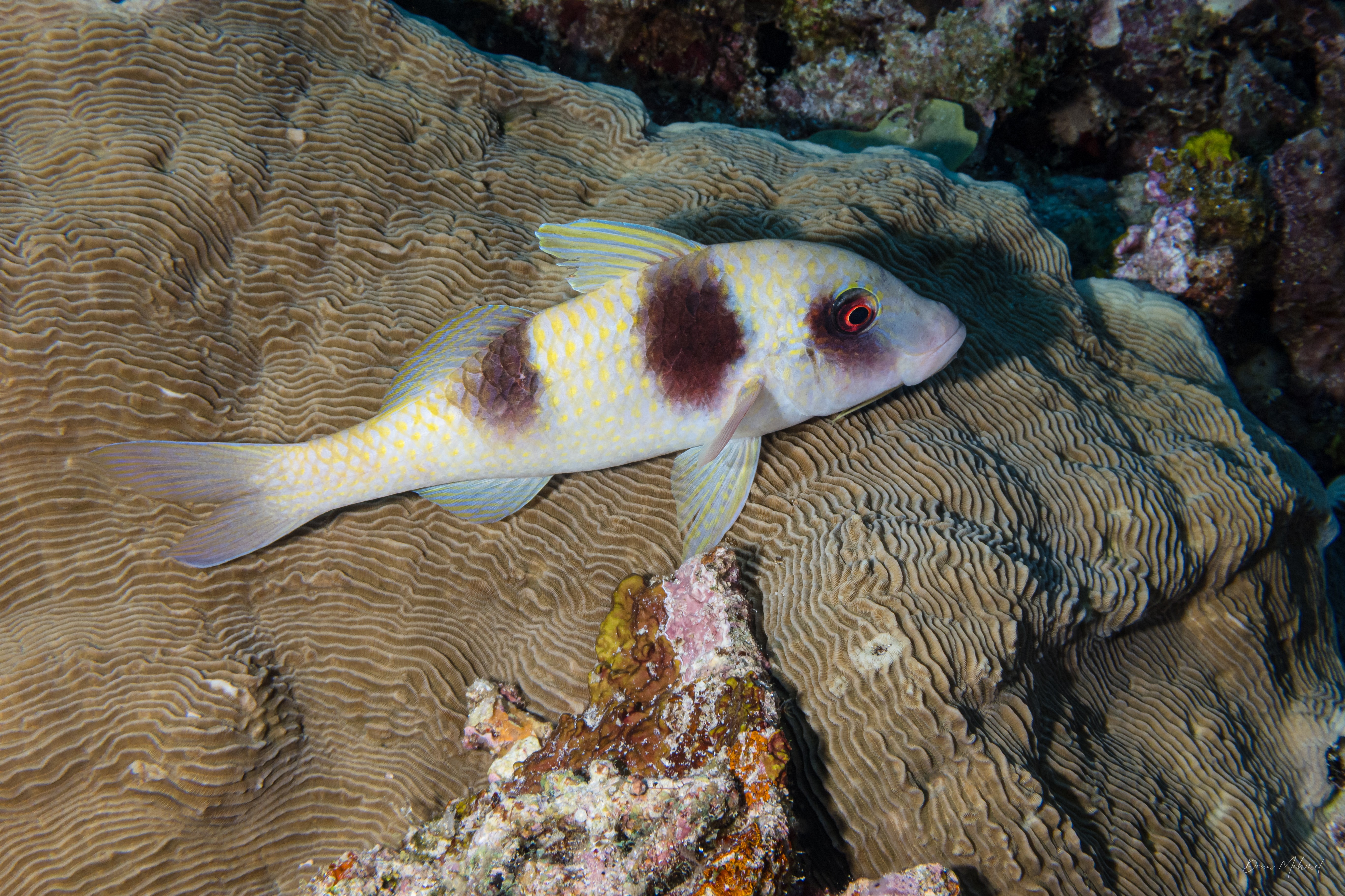 Doublebar Goatfish