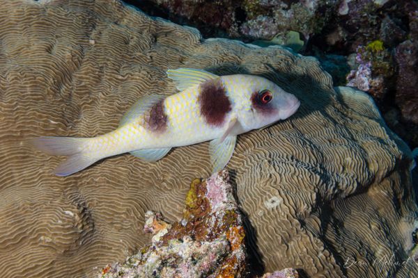 Doublebar Goatfish
